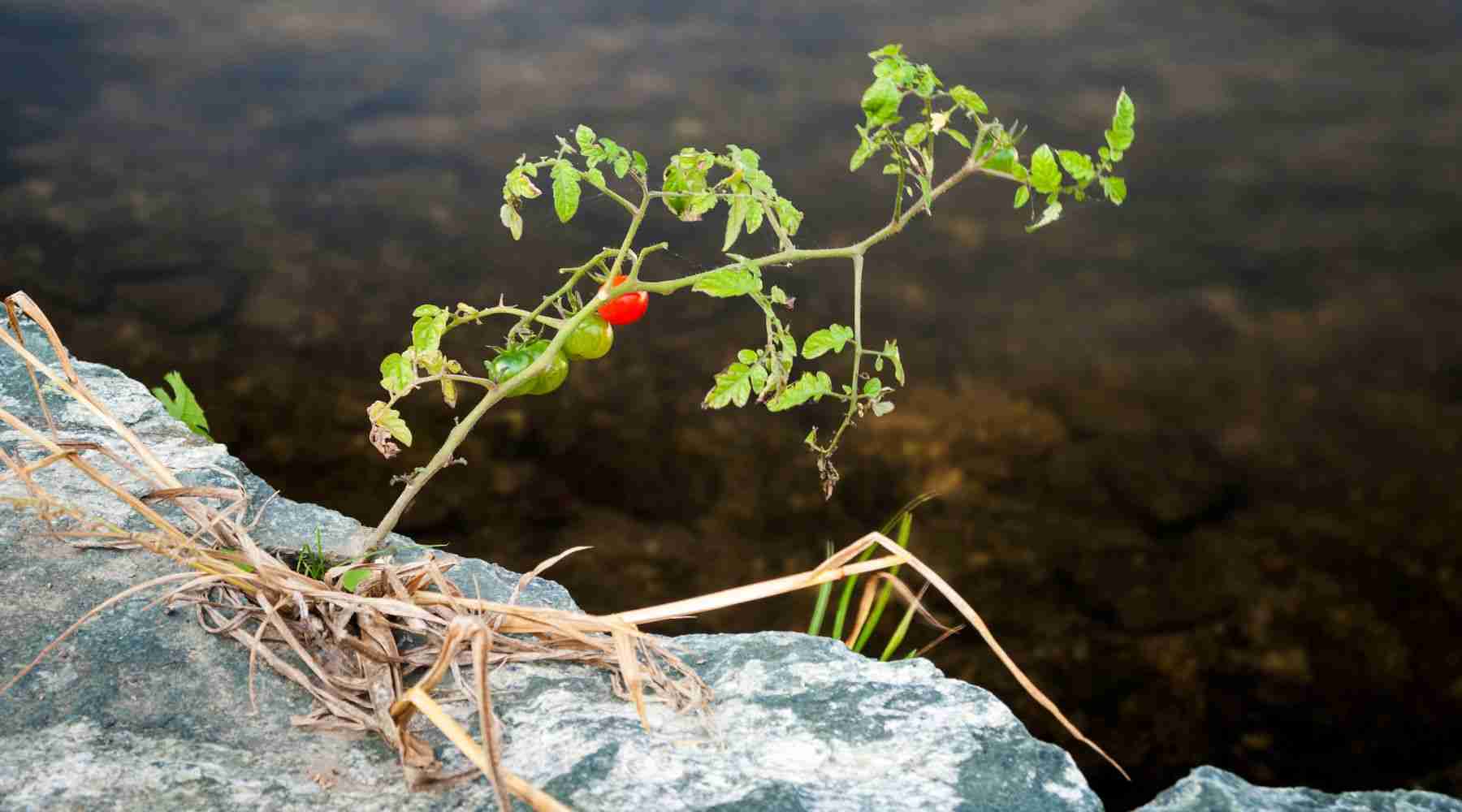 Tanks in Christmas, Christian Shirts, Christian Clothing, Christian Hoodie, Christian Clothing Brands, Christian Apparel Brands, Christian Apparel, Christian T-Shirts, Christian Shirts, Christian Jewelry, Christian Clothing T Shirts